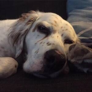 Meet your Posher, Dinah